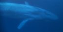Rushes de baleines film oceans