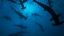 Requin rushes filme oceans