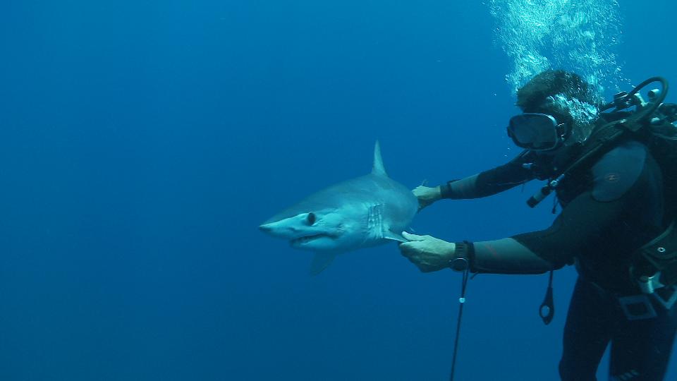 Requin Mako Et Plongeur Tunisie Hd Seafootage