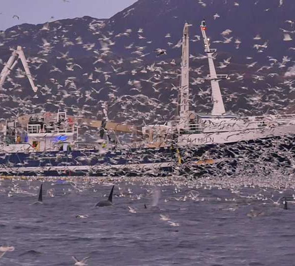 Nuée d’oiseaux avec Orques et bateau en Norvège, ralenti