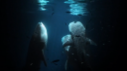 Banque-videos-requins-baleine