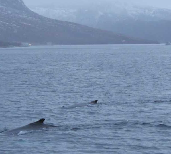 Orques en surface, norvège