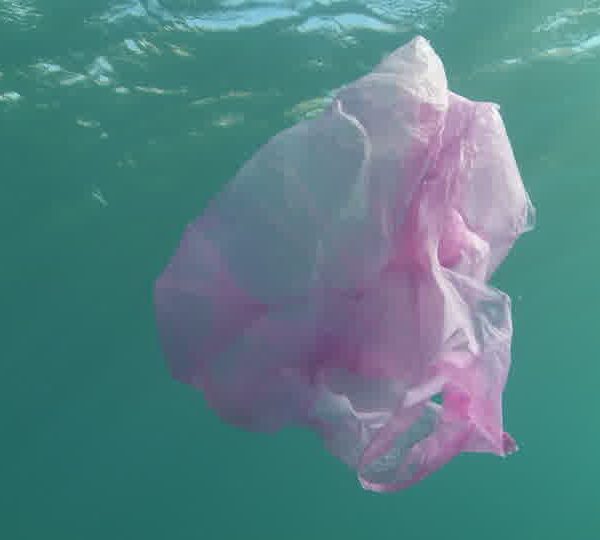 Pollution_sac_plastique_violet