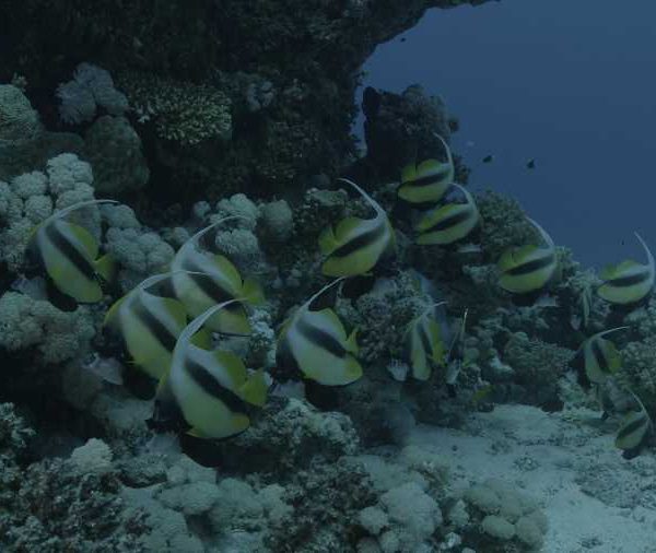 Banc de poissons cochet contre corail