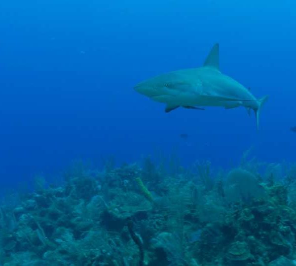 Requin_de_recif_vient_vers_camera_et_part