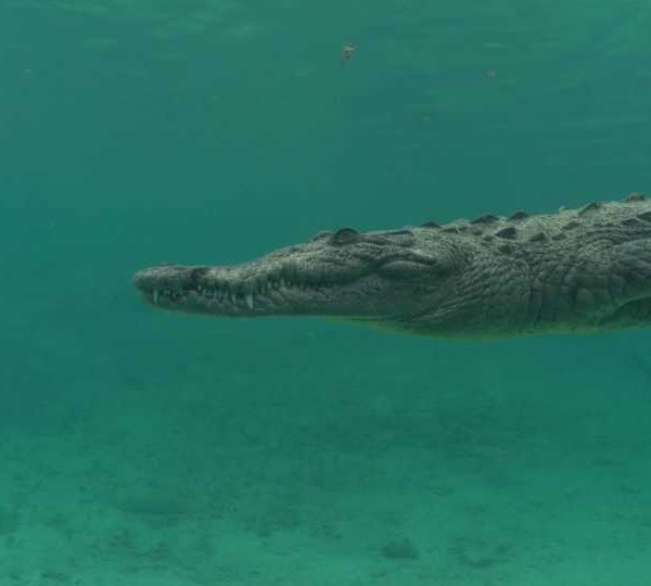 Crocodile_nage_au_fond_et_revient_vers_camera+++