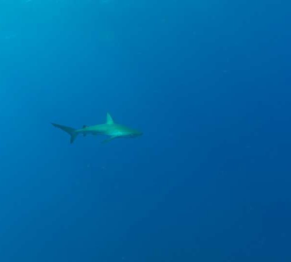 Jeune_requin_soyeux