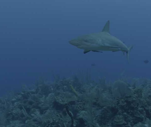 Requin_de_recif_vient_vers_camera_et_part