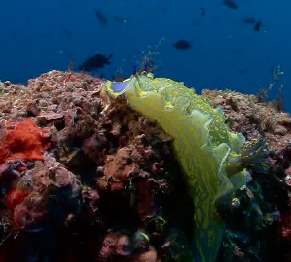 nudibranche_2_4.jpg