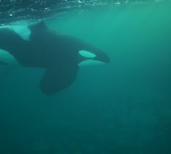 orques-orca-close-camera